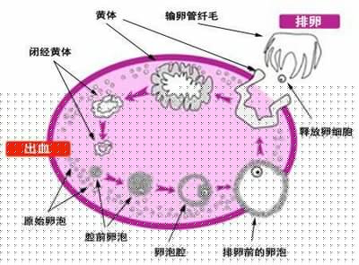 宫腔镜对试管婴儿助孕有什么积极影响