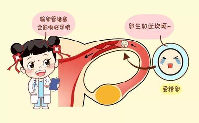 试管婴儿需要检查几次B超 ？IVF周期中的超声检查该怎么安排？