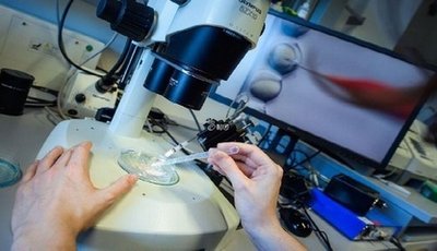 试管婴儿技术中促排卵药物的作用是什么？试管婴儿促排方案的选择如何影响胚胎培养结果？