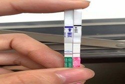 试管婴儿医治前吃DHEA可以提高胜利率吗