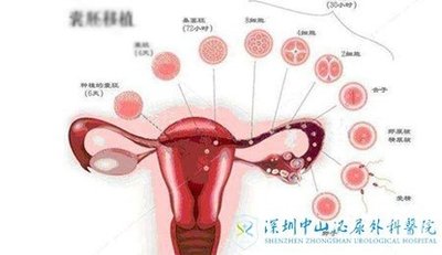 囊胚是指什么呢？深圳中山囊胚培植技术怎么样