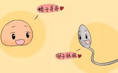 若卵子没有遇到精子,卵子会去哪里